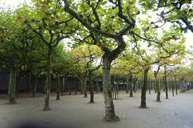 Landrat präsentiert die publikation „denkmaltopographie. File Platanenhain Mathildenhohe Darmstadt Germany Dsc01480 Jpg Wikimedia Commons