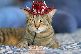 Use them in commercial designs under lifetime, perpetual & worldwide rights. Cowboy Hat For Dogs And Cats
