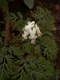 Image result for Fumariaceae