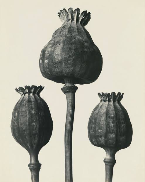 Work by Karl Blossfeldt