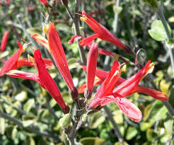 Image result for Justicia nuttii