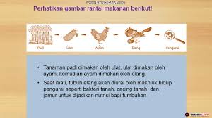 Pada kesempatan kali ini akan membahas materi tentang rantai makanan yang juga meliputi pengertian, jenis, contoh dan gambarnya lengkap. Rantai Makanan Youtube