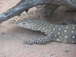 Perentie Lone Pine Koala Sanctuary Brisbane Qld Lone Pine Koala Sanctuary Reptiles And Amphibians Amphibians