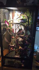 Cage Set Up For A Juvenile Veiled Chameleon Medium Reptibreeze Screen Cage With A Small Umbrella Tree In Veiled Chameleon Chameleon Enclosure Chameleon Cage