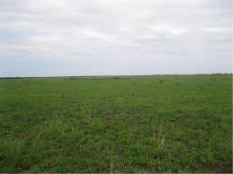 Image result for Hyparrhenia newtonii