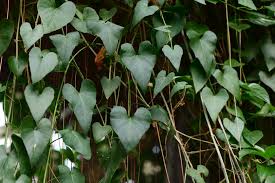 Image result for Cissus faucicola