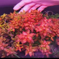 Image result for Ludwigia senegalensis