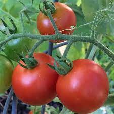 Bright red jumbo sized tomatoes with a sweet tasty flavor and smooth exterior. Boise Farmers Market Inc
