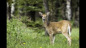 Chronic Wasting Disease In Deer Could Eventually Spread To Humans Experts Warn 5newsonline Com