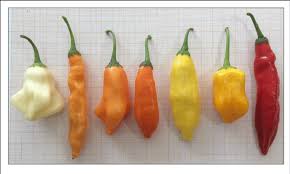 Image result for Capsicum baccatum