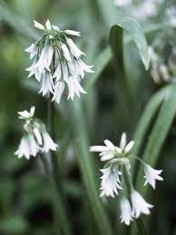 16 Of The Prettiest Allium Varieties To Plant In Your Garden Plants Flower Garden Perennial Bulbs