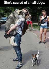 Awww A Big Dog Who Is Scared Of Little Dogs Funny Animals Funny Dogs Husky Funny