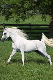 Arabian Horses White Arabian Horse Pretty Horses