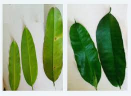 Image result for Picralima nitida