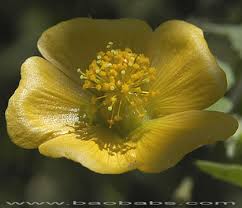 Image result for Abutilon indicum