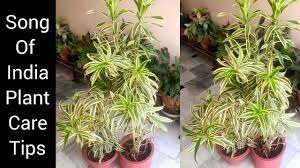 This is a slow growing plant that can be used as a table plant, bush, or short tree. Song Of India Dracaena Reflexa Plant Care How To Make Dracaena Plant Bushy N Grow Cuttings Youtube