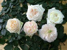 White Garden Roses Clockwise From The Top Left White O Hara Alabaster Charity Keira And Mythos Growing Roses Rose Types Of Flowers