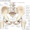 The pelvic girdle is the ring shaped collection of these bones at the base of the spine. 1