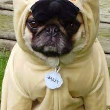 Best hd wallpapers of animals, desktop backgrounds for pc & mac, laptop, tablet, mobile phone. Funny Animal Wallpaper Hd Wallpapers Of Funny Animals Amazon De Apps Fur Android