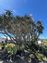 Image result for Aloidendron barberae