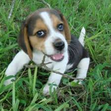 Black And White Dachshund Beagle Mix Half Beagle Dachshund Mix Too Cute Beagle Mix Puppies Beagle Mix Dachshund Mix