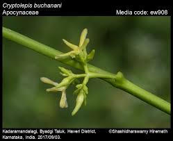 Image result for Cryptolepis apiculata