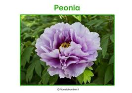Elenco e nomi dei fiori, con immagini e informazioni per la loro coltivazione, cura e mantenimento, dalle annaffiature al loro ambiente ideale. Nomi Di Fiori