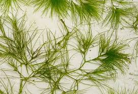 Image result for Najadaceae