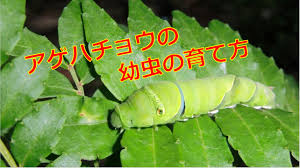 アゲハチョウの幼虫の育て方は 期間はどれくらいで葉っぱは何をあげるべき 生物モラトリアム