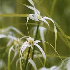 Image result for Rhynchospora gracillima