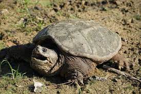 common snapping turtle