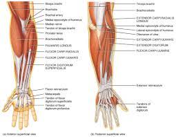 The strongest point is the central section, which raises the arm sideways. The Muscles Of The Arm And Hand Anatomy Medicine Com