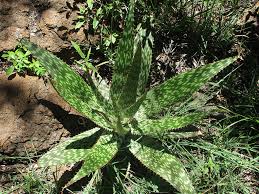 Image result for Aloe cameronii × greatheadii