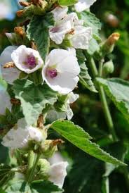 This plant is native to europe and parts of asia and is part of the malvaceae family. Marshmallow Althaea Officinalis Uses Research Side Effects