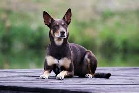 Want to know your pet's breed and history? Kelpie Australian Shepherd Dog Breed Description Dogbible