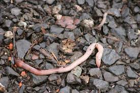 Here at uncle jim's worm farm, we sell three main types of worms: Earthworms The Good The Bad And The Hungry Organic Farmer