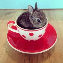 شوف صور جديده صوره ارنب كيوت Cute Bunny Pictures Cute Little Animals Cute Animals