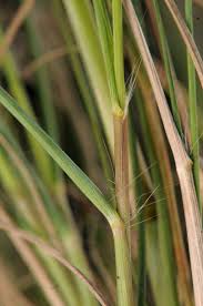 Image result for Eragrostis curvula