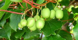 While you may be picturing the brown fuzzy kiwis you find at the grocery store growing kiwi fruit means you'll also be growing fragrant flowers. Mini Kiwi In Facade Greening