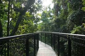 Tamborine Rainforest Skywalk - by Richard Ramnac
