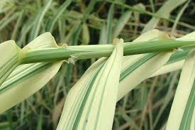 Image result for Arundo