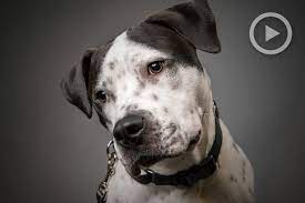 Sony A6300 Put Through Its Paces With Pet Photography