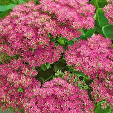 Some may reseed themselves, but for the most part, you will need to plant them every year. 10 Drought Tolerant Plants To Beat The Summer Heat Gardening Tips With J Parker S