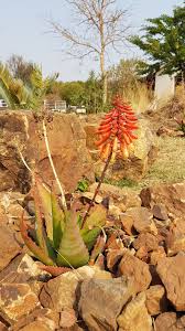 Aloe Hybrid In Flower Johan S Hybrids Sept 2018 Plants Aloe Flowers