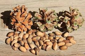 How To Harvest Your Own Pine Nuts In The Wild Primal Survivor In 2020 Pine Nuts Edible Seeds Pine Nut Tree