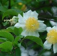 Image result for Oncoba