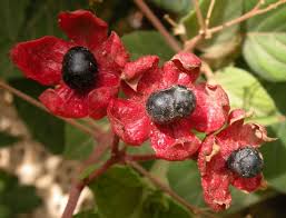 Image result for Clerodendrum abilioi
