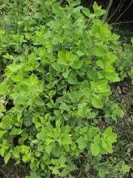 Image result for Blumea