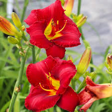 Free bonus daylily in all shipments. Prairie Wildfire Daylily Plants For Sale Fastgrowingtrees Com
