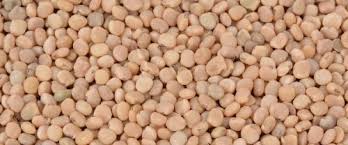 Image result for Cyamopsis